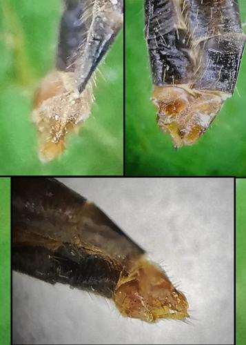 Chioneinae